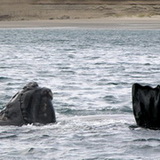 Peninsula Valdes - Whale